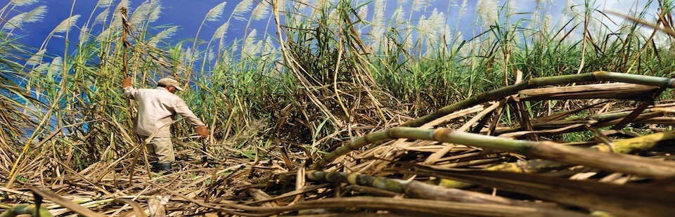 Man in sugar cane